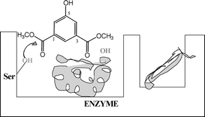 Graphical abstract: Biocatalytic “green” synthesis of PEG-based aromatic polyesters: optimization of the substrate and reaction conditions