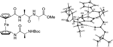 Graphical abstract: The first oligopeptide derivative of 1′-aminoferrocene-1-carboxylic acid shows helical chirality with antiparallel strands