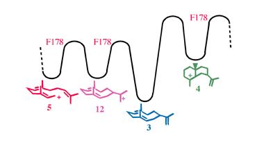 Graphical abstract: Dual role for phenylalanine 178 during catalysis by aristolochene synthase