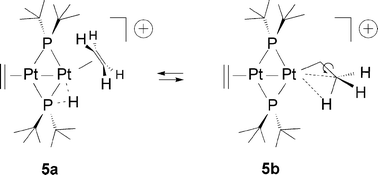 Graphical abstract: Structure and protonation of the bis-ethylene adduct [Pt(μ-PBut2)(η2-CH2 [[double bond, length as m-dash]] CH2)]2. Pt–H–P agostic interaction and proton scrambling