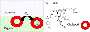 Graphical abstract: Electrochemical quantification of high-affinity halide binding by a steroid-based receptor