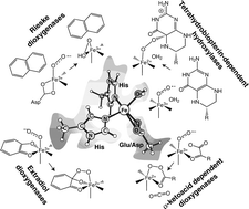 Graphical abstract: Quantum chemical studies of dioxygen activation by mononuclear non-heme iron enzymes with the 2-His-1-carboxylate facial triad