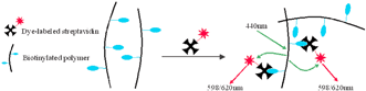 Graphical abstract: Biotinylated poly(p-phenylene ethynylene): unexpected energy transfer results in the detection of biological analytes