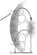 Graphical abstract: Forward (singlet–singlet) and backward (triplet–triplet) energy transfer in a dendrimer with peripheral naphthalene units and a benzophenone core