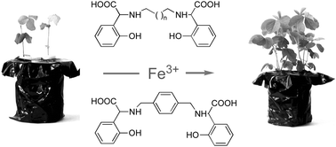 Graphical abstract: Effect of the tether on the Mg(ii), Ca(ii), Cu(ii) and Fe(iii) stability constants and pM values of chelating agents related to EDDHA