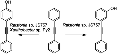 Graphical abstract: Biosynthesis of hydroxydiphenylacetylene by regiospecific monooxygenation