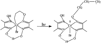 Graphical abstract: Photolytic and thermal properties of a new series of intramolecular bridged alkyl cobaloxime complexes