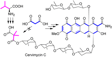 Graphical abstract: Biosynthesis of cervimycin C, an aromatic polyketide antibiotic bearing an unusual dimethylmalonyl moiety