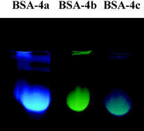 Graphical abstract: Synthesis and spectroscopic characterisation of new ESIPT fluorescent protein probes