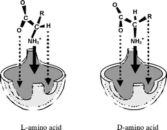 Graphical abstract: Structural scaffold of 18-crown-6 tetracarboxylic acid for optical resolution of chiral amino acid: X-ray crystal analyses and energy calculations of complexes of d- and l-isomers of tyrosine, isoleucine, methionine and phenylglycine