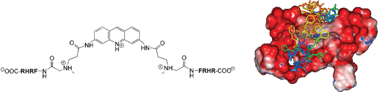 Graphical abstract: Tetrapeptides induce selective recognition for G-quadruplexes when conjugated to a DNA-binding platform