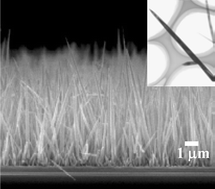 Graphical abstract: ZnO nanowhiskers on ZnO nanoparticle-deposited Si(111) by MOCVD