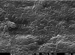 Graphical abstract: Electrical properties of V2O5 thin films obtained by atomic layer deposition (ALD)