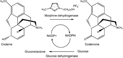 Graphical abstract: Cofactor-dependent enzyme catalysis in functionalized ionic solvents