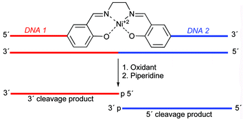 Graphical abstract: Site-specific oxidative cleavage of DNA by metallosalen–DNA conjugates