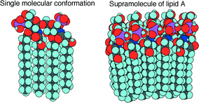 Graphical abstract: NMR conformational analysis of biosynthetic precursor-type lipid A: monomolecular state and supramolecular assembly