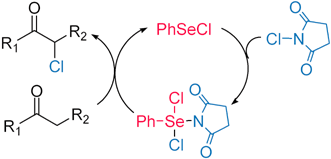 Graphical abstract: Selenocatalytic α-halogenation