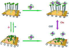 Graphical abstract: Selective assembly of specifically charged proteins on an electrochemically switched surface