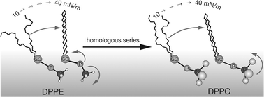 Graphical abstract: Headgroup organization and hydration of methylated phosphatidylethanolamines in Langmuir monolayers