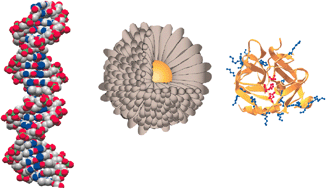 Graphical abstract: Surface recognition of biomacromolecules using nanoparticle receptors