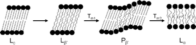 Graphical abstract: Mesoscopic simulations of phase transitions in lipid bilayers