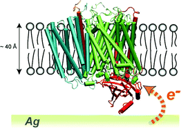 Graphical abstract: Active site structure and redox processes of cytochrome c oxidase immobilised in a novel biomimetic lipid membrane on an electrode