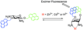 Graphical abstract: A tong-like fluorescence sensor for metal ions: perfect conformational switch of hinge sugar by pyrene stacking