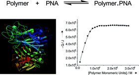 Graphical abstract: Investigation of the interaction between peanut agglutinin and synthetic glycopolymeric multivalent ligands