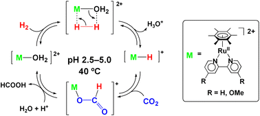 Graphical abstract: Aqueous hydrogenation of carbon dioxide catalysed by water-soluble ruthenium aqua complexes under acidic conditions