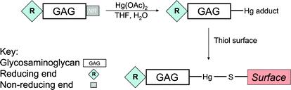 Graphical abstract: Attachment of glycosaminoglycan oligosaccharides to thiol-derivatised gold surfaces