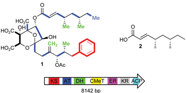 Graphical abstract: Rapid cloning and expression of a fungal polyketide synthase gene involved in squalestatin biosynthesis