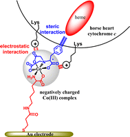 Graphical abstract: Self-assembled monolayers of optically active Co(iii) complexes: a new promoter electrode recognizing the electron transfer site in cytochrome c