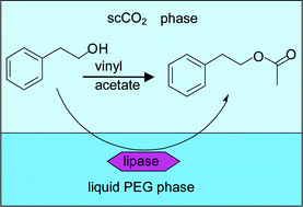 Graphical abstract: Liquid poly(ethylene glycol) and supercritical carbon dioxide as a biphasic solvent system for lipase-catalyzed esterification