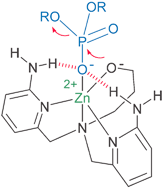 Graphical abstract: Multiple functional group cooperation in phosphate diester cleavage promoted by Zn(ii) complexes