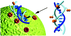 Graphical abstract: Schizophyllans carrying oligosaccharide appendages as potential candidates for cell-targeted antisense carrier