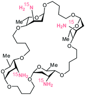 Graphical abstract: Preparation of macrocyclic 15N-labelled oligoaminodeoxysaccharides as probes for RNA-binding