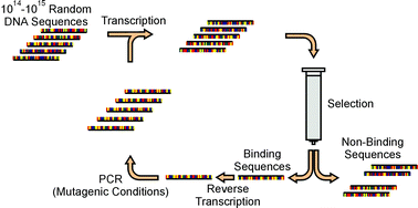 Graphical abstract: SELEX: Just another separation?