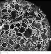 Graphical abstract: In situ fabrication of macroporous polymer networks within microfluidic devices by living radical photopolymerization and leaching