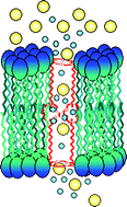 Graphical abstract: Structure and medium effects on hydraphile synthetic ion channel toxicity to the bacterium E. coli