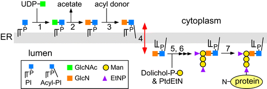 Graphical abstract: Flip-flop of glycosylphosphatidylinositols (GPI's) across the ER