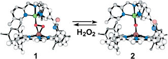 Graphical abstract: Selective formation of a stable μ-peroxo ferric heme-CuII complex from the corresponding μ-oxo FeIII–CuII species with hydrogen peroxide