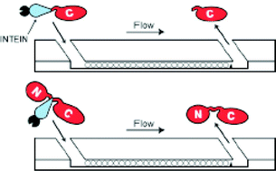 Graphical abstract: Single-step affinity purification of toxic and non-toxic proteins on a fluidics platform