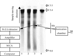 Graphical abstract: Combination of synchrotron radiation X-ray fluorescence with isoelectric focusing for study of metalloprotein distribution in cytosol of hepatocellular carcinoma and surrounding normal tissues