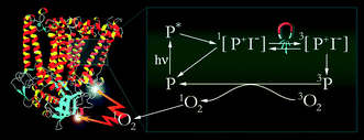 Graphical abstract: Magnetic field effect on singlet oxygen production in a biochemical system