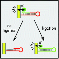 Graphical abstract: Tethered DNA hairpins facilitate electrochemical detection of DNA ligation