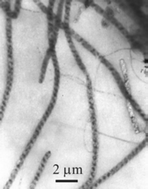 Graphical abstract: Formation of helical superstructures from a semi-fluorinated alkoxysilane through a surface and solution self-assembly process