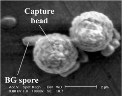 Graphical abstract: Immunoassay for B. globigii spores as a model for detecting B. anthracis spores in finished water