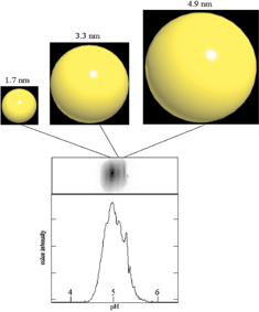 Graphical abstract: Size-selective separation of gold nanoparticles using isoelectric focusing electrophoresis (IEF)