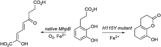 Graphical abstract: Lactone synthesis activity in a site-directed mutant of an extradiol catechol dioxygenase enzyme