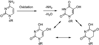 Graphical abstract: 5-Hydroxyuracil can form stable base pairs with all four bases in a DNA duplex